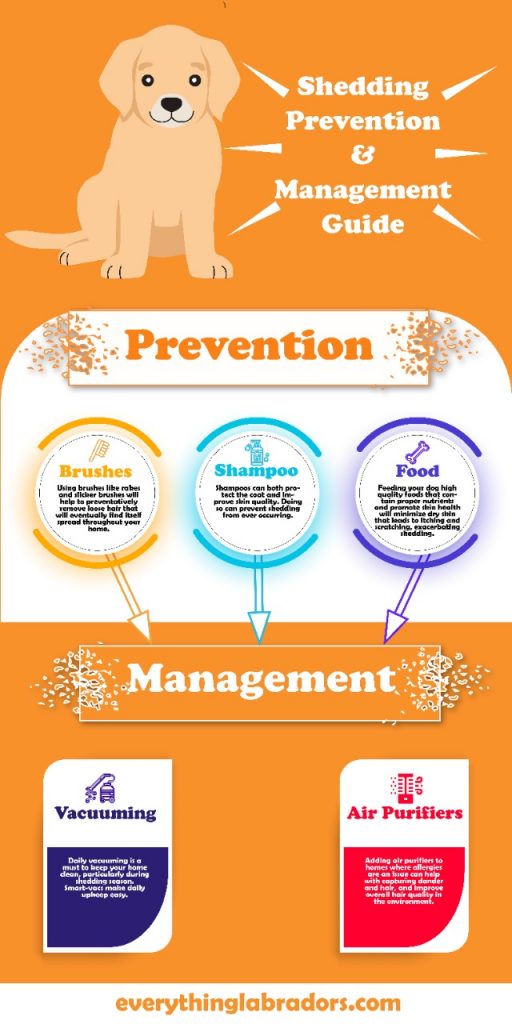 Simple Tips to Fight Labrador Shedding